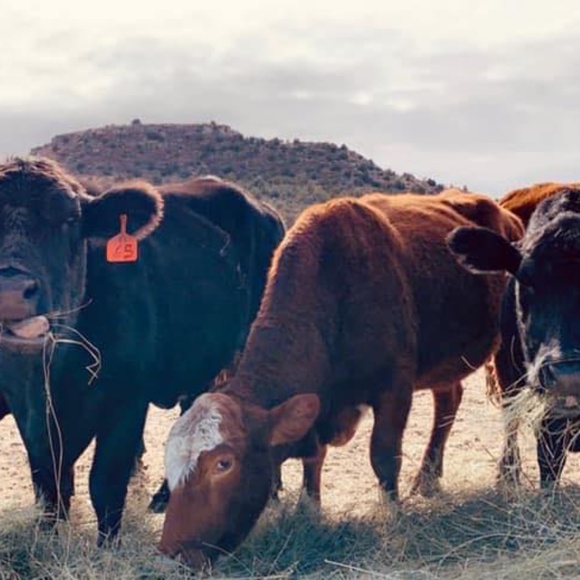 Meet your Posher, Tracy - Picture 5 of 5